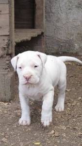 dogo argentino