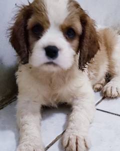 Cavalier King Charles Spaniel Fmea pedigree CBKC