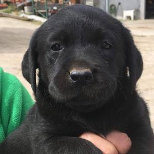 Labrador Retrivier