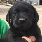 Retriever Do Labrador Labrador Retrivier