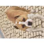 American Staffordshire Terrier American staffordshire terrier Lisboa Sintra