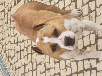 American staffordshire terrier