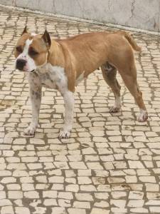 American staffordshire terrier