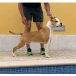 American Staffordshire Terrier American staffordshire terrier Lisboa Sintra