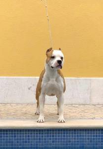 American staffordshire terrier