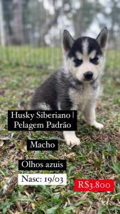 Lindos Filhotes De Husky Siberiano