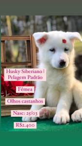 Lindos Filhotes De Husky Siberiano