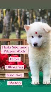 Lindos Filhotes De Husky Siberiano