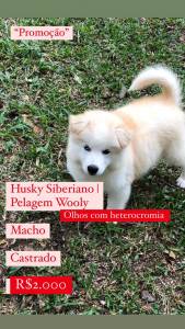 Lindos Filhotes De Husky Siberiano