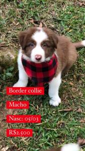 Lindos Filhotes De Border Collie