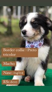 Lindos Filhotes De Border Collie