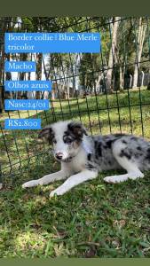 Lindos Filhotes De Border Collie