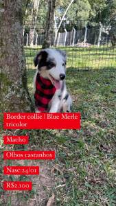 Lindos Filhotes De Border Collie