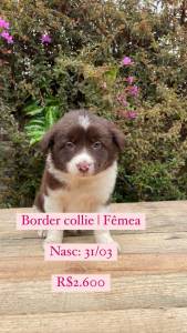 Lindos Filhotes De Border Collie