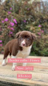 Lindos Filhotes De Border Collie