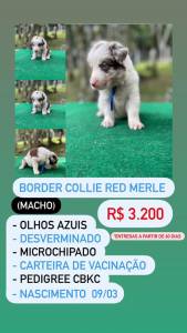 Lindos Filhotes De Border Collie