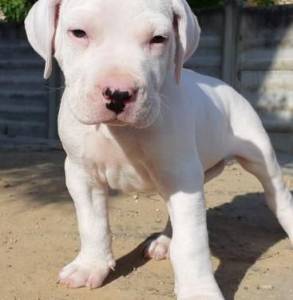 dogo argentino