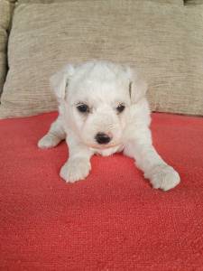 Bichon Frise