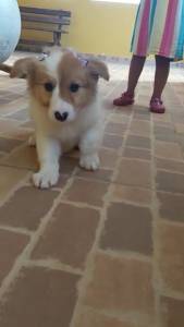 Border Collie