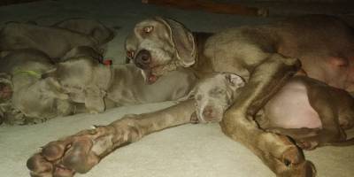 Weimaraner