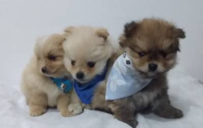 SPITZ ALEMO LULU DA POMERANIA MACHOS CREME LARANJA PARC ENTREGO HOJE CHAMA NO ZAP