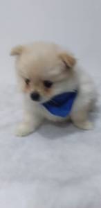 SPITZ ALEMO LULU DA POMERANIA MACHOS CREME LARANJA PARC ENTREGO HOJE CHAMA NO ZAP