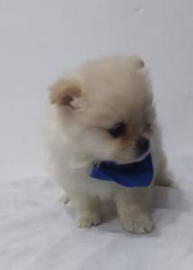 SPITZ ALEMO LULU DA POMERANIA MACHOS CREME LARANJA PARC ENTREGO HOJE CHAMA NO ZAP