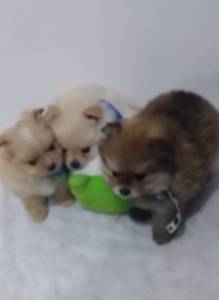 SPITZ ALEMO LULU DA POMERANIA MACHOS CREME LARANJA PARC ENTREGO HOJE CHAMA NO ZAP