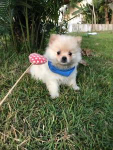 SPITZ ALEMO LULU DA POMERANIA MACHOS CREME LARANJA PARC ENTREGO HOJE CHAMA NO ZAP