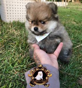 SPITZ ALEMO LULU DA POMERANIA MACHOS CREME LARANJA PARC ENTREGO HOJE CHAMA NO ZAP