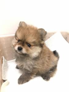 SPITZ ALEMO LULU DA POMERANIA MACHOS CREME LARANJA PARC ENTREGO HOJE CHAMA NO ZAP