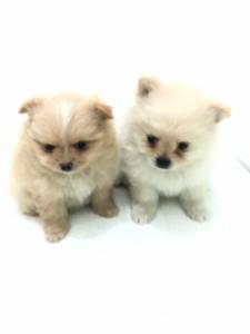 SPITZ ALEMO LULU DA POMERANIA MACHOS CREME LARANJA PARC ENTREGO HOJE CHAMA NO ZAP