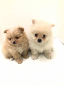 SPITZ ALEMO LULU DA POMERANIA MACHOS CREME LARANJA PARC ENTREGO HOJE CHAMA NO ZAP