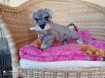 Schnauzer Miniatura Filhotes