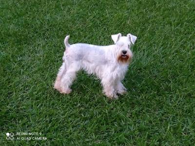 Schnauzer Miniatura Filhotes