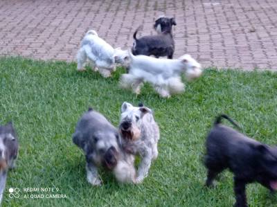 Schnauzer Miniatura Filhotes