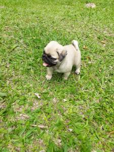 PUGS LINDOS FILHOTES MACHOS E FMEAS ABRICT ENTREGO HOJE CHAMA NO ZAP