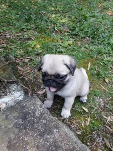 PUGS LINDOS FILHOTES MACHOS E FMEAS ABRICT ENTREGO HOJE CHAMA NO ZAP