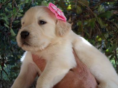 Filhotes de Golden Retriever Show com pedigree do cbkc