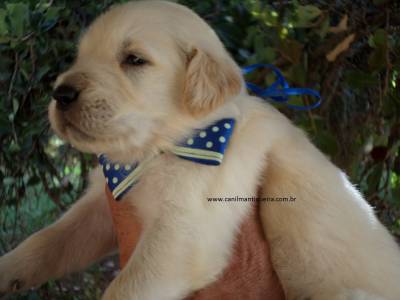 Filhotes de Golden Retriever Show com pedigree do cbkc