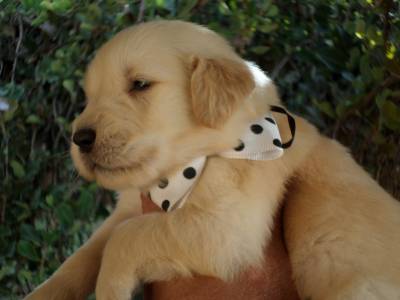 Filhotes de Golden Retriever Show com pedigree do cbkc