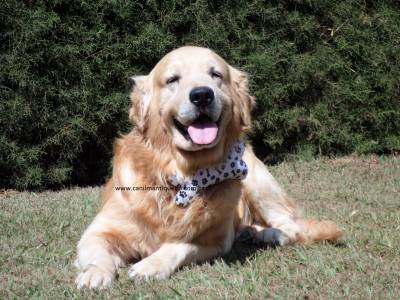 Filhotes de Golden Retriever Show com pedigree do cbkc