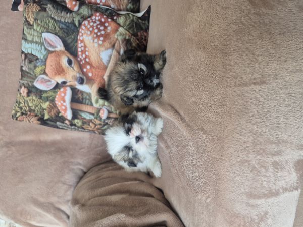  SHIH-TZU COM SPITZ 