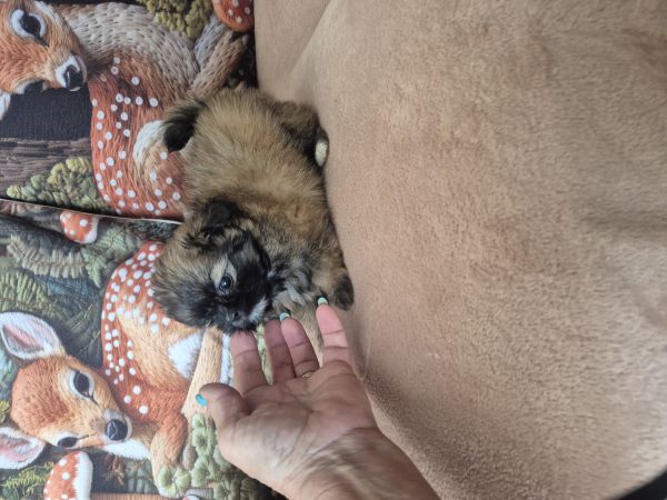  SHIH-TZU COM SPITZ 