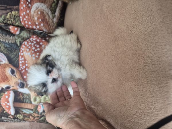  SHIH-TZU COM SPITZ 