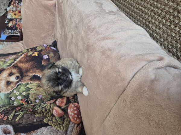  SHIH-TZU COM SPITZ 