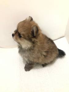 SPITZ ALEMO LULU DA POMERANIA