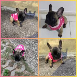 BULLDOG FRANCS PRESENTO RECHEADO DE ALEGRIA ENTREGO HOJE CHAMA NO ZAP