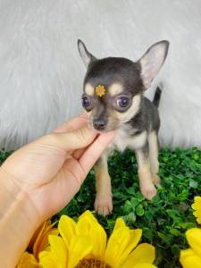 chihuahua pelo curto