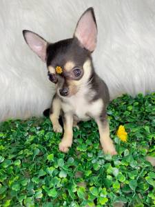 chihuahua pelo curto